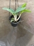 Dendrobium Speciosum - comprar online