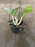Dendrobium Speciosum na internet