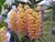 Aerides Houlletiana