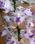 Aerides Odorata x Aerides Houlletiana