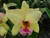 B.L.C. Magic Meadow 'Jacob Lahr'