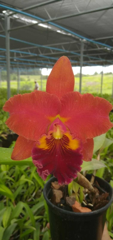 B.L.C. NSA Linda Dona "MP#1"