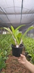 B.L.C. Sonia Lahr 'Pretty Orange'- (B.L.C.Chunyeah #17 x B.L.C. Sandiego 'Sunset' x B.L.C.Phinitskankan - comprar online