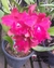 B.L.C. Oriental Mambo "Ribbon"
