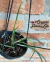 Brassavola Perrini na internet