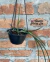 Brassavola Perrini - comprar online
