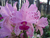 C. Amethystoglossa "Jéssica" self