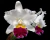 C. Mikkie Nagata “Orchidlibrary”