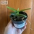 Orquidea Trichoglottis tomentosa na internet