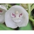 Peristeria Elata