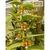 Orquidea Trichoglottis tomentosa - Orquidário Fabiana Lahr