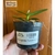 Orquidea Trichoglottis tomentosa - loja online