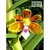 Orquidea Trichoglottis tomentosa - comprar online