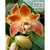 Chysis aurea  - comprar online