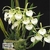 Brassavola Nodosa
