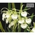 Brassavola Nodosa - comprar online