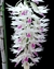Dendrobium Amethystoglossum