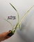 Encyclia Maderoi - comprar online