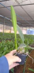 C. Mikkie Nagata “Orchidlibrary” - comprar online