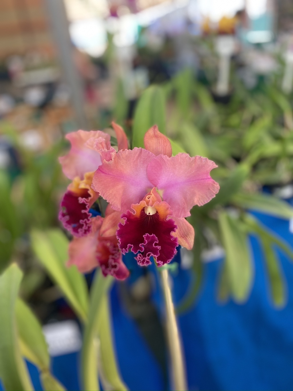 B.L.C. (Owen Holmes “Mendenhall” x L.C. Horace Maxima) MR