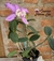 C. Loodigesii