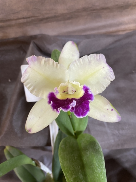 L.C. Penny Hellen Kudos
