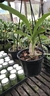 Catasetum Carlos Lahr na internet