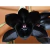 Fredclarkeara After Dark ''Black Pearl''