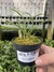 Laelia Lundii Alba - comprar online