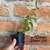 Dendrobium Pierardi - comprar online