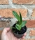 C. Alaorii Self - comprar online
