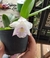 C. Alaorii Self