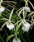Brassavola Perrini
