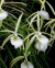 Brassavola Perrini