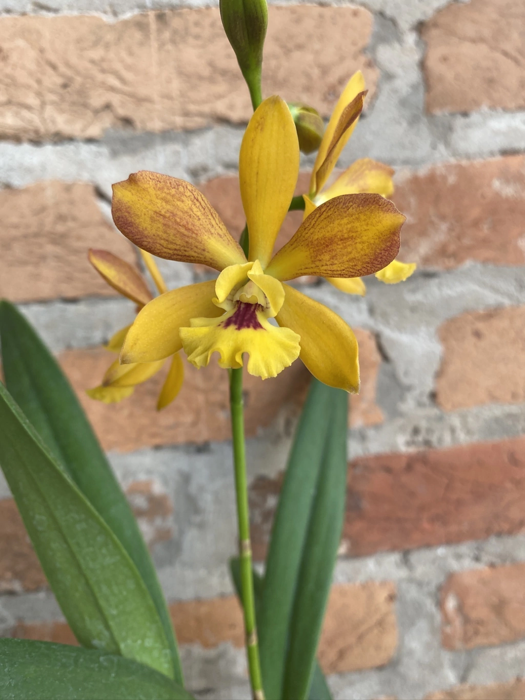 Olatni olchagich bilan olchaydi