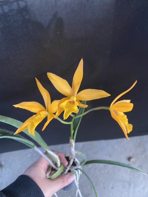 Brassavola Perrini x L.C. Lahr's Magic Trick