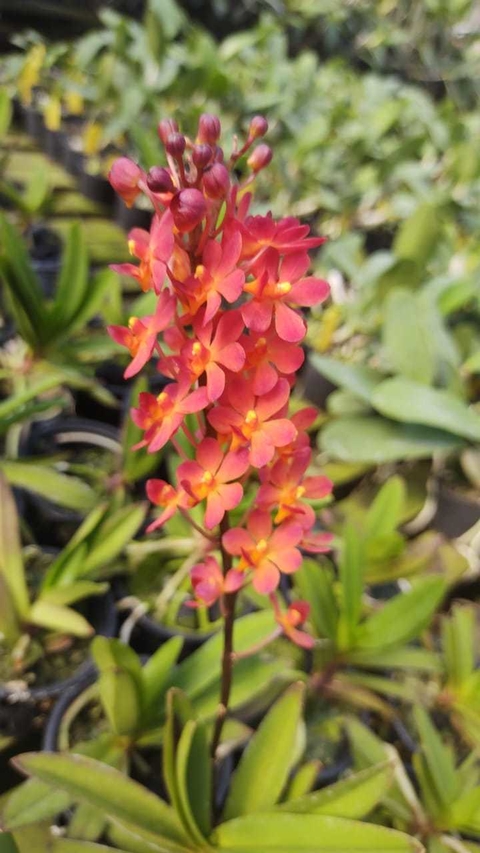 Doricentrum Pulcherrimum