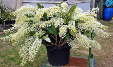 Dendrobium Speciosum