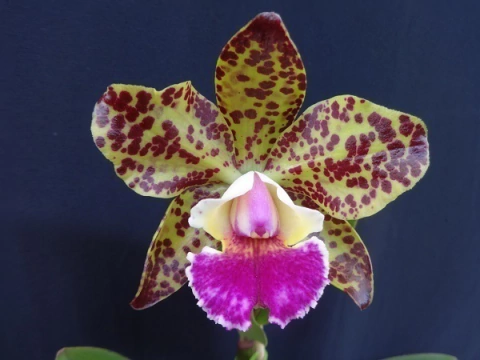 Blc Durigan Aries