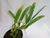 Bulbophyllum biflorum - comprar online