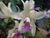 Cattleya amethystoglossa v. cerúlia "Atalaia" - comprar online