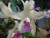 Cattleya amethystoglossa v. cerúlia "Atalaia" - comprar online