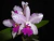 Cattleya amethystoglossa v. tipo - comprar online