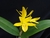 Cattleya aurantiaca v. amarela