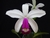 Cattleya violacea semi-alba x self