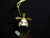 Encyclia bipapularis