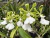 Encyclia cordigera v. alba x self