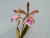 Encyclia randii x Cattleya forbesii - comprar online