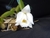 Laelia alaorii v. alba x self - comprar online