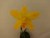 Laelia briegerii x self